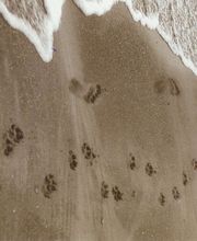 SurfSide Dog LLC image 3