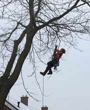Dirven Boomverzorging afbeelding 3