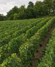 CHAMPAGNE BERNARD HOUSSET SC image 3