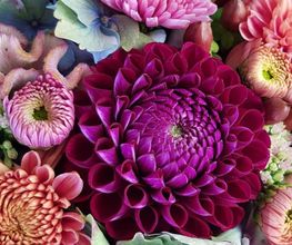 Muggli Blumen AG Bild 8