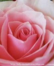 A la Fleur de Nice image 8