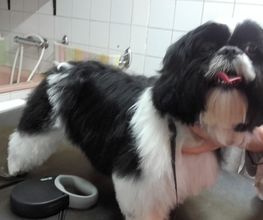 Animalook image 12