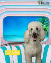 Canine Country Club & Feline Inn image 3