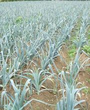 Du Potager Fleuri GAEC image 4