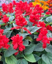 Villaverde Lecornu Jardinerie EURL image 8