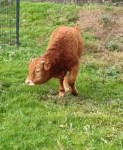 Thieles Hofladen Bild 10