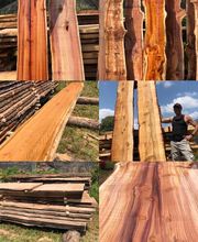 Pasinelli cura alberi Sagl Bild 7