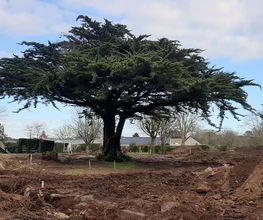 Arbres-Eco image 13