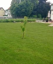 Rollrasen Kahl Bild 6