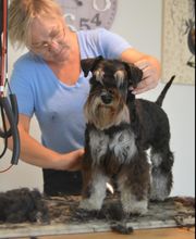 Toiletteur Zencani'cat image 18