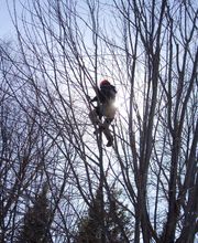 SavATree - Tree Service & Lawn Care image 2