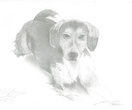 Coup d'Patte image 10