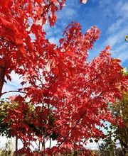 Baumschule Goßner Bild 20