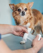 VetoAdom Sarl Bild 6