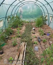 TI BEC FIN gourmandises-créoles image 14