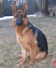 CHENIL DU PLAN image 4