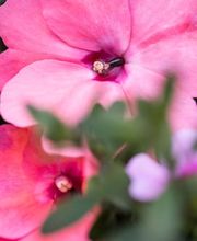 Gärtnerei Allemann GmbH Bild 12