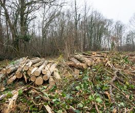 Noval Bois SARL image 14