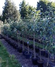 Baumschule Goßner Bild 16