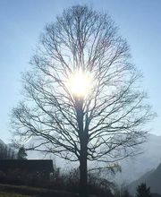 Hypnosetherapie Gerda Hauser Bild 2