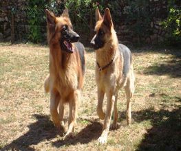 Chiens Zen image 4