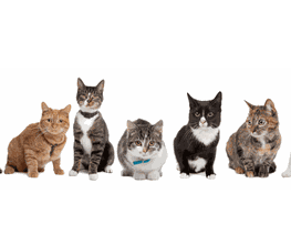 Hellocat afbeelding 1