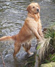 Elevage des Rives de la Bidouze image 4