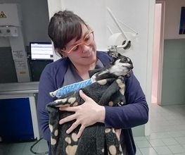 Centro Veterinario Maccauro immagine 2