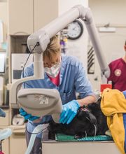 Short Pump Animal Hospital image 1