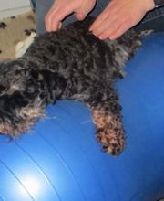 Dog Ways Hundecenter Bild 7