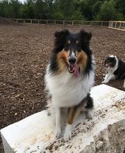 Dogs enjoying the dog park