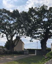 Breizh Arborescence image 3