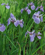 Staudengärtnerei David Müller Bild 47