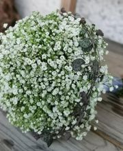 Magnolia Floristik Bild 14