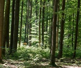 Freie Bäume im FriedWald sind mit farbigen Bändern markiert.