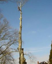 Climbers Tree Care Specialist, Inc. image 18