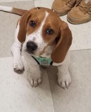 The Pet Wellness Group: Florence image 15