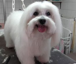 Animalook image 10