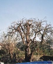 SARGIOTTO Didier & Fils image 4