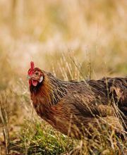 Ferme de La Ruchotte image 13