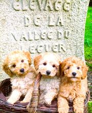 Elevage Vallée Du Léguer EARL image 11