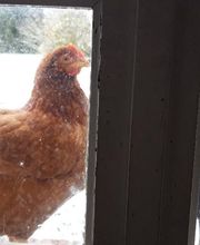 Animalerie Duval image 1