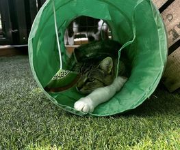 Hotel-cats.com image 10