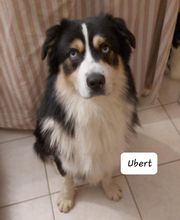 Elevage des Bois de Loge Borgne image 1