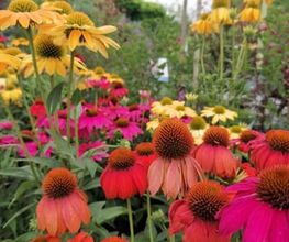 Blumen Hopf Bild 1