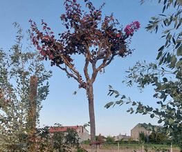 LM VEGETAL image 13