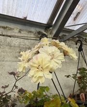 Ralf Paul Pelargonien (Para's) Bild 15