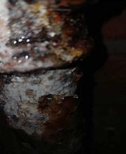 EI Geloen David image 2