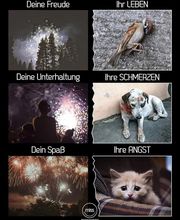 Tierarztpraxis Ullmann Bild 6