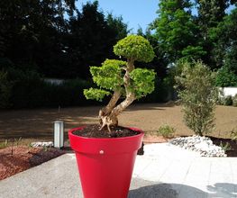 Sephivert image 1